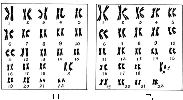 染色体与哪些疾病有关？(图1)