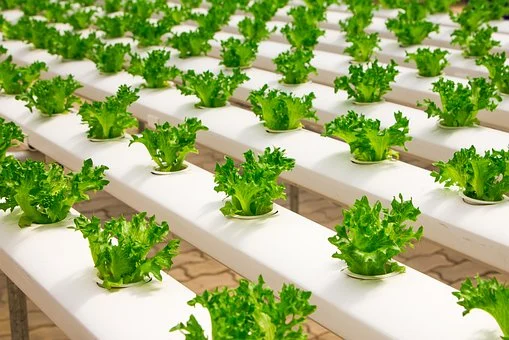 秋菊傲霜可除燥护颜(图2)