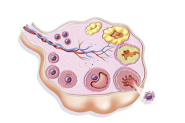 卵泡长不大是什么原因