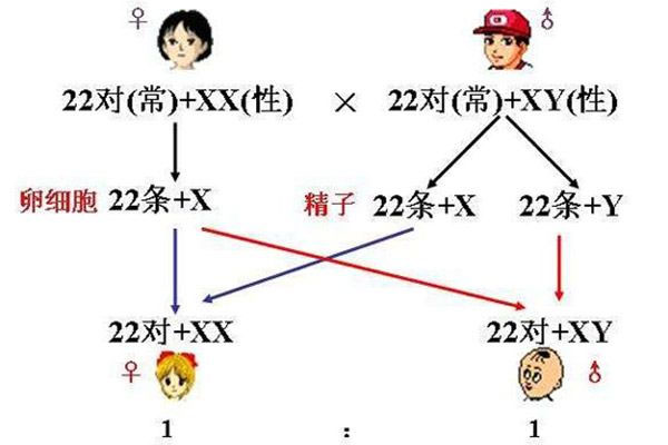 生男生女染色体图