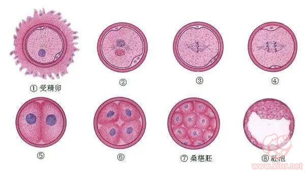 管婴儿胚胎分级标准-俄罗斯试管婴儿胚胎是怎么分级的?