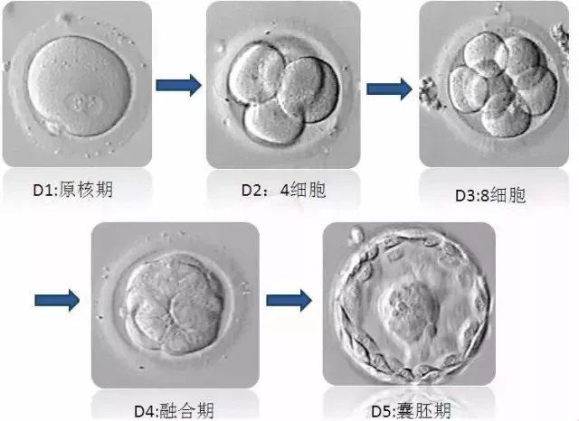 囊胚移植一定能成功么？