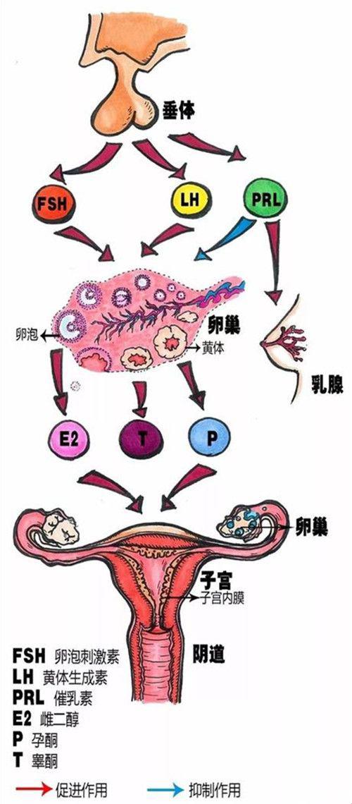 导致闭经的四个原因需要怎么治疗呢？可以检测性激素六项