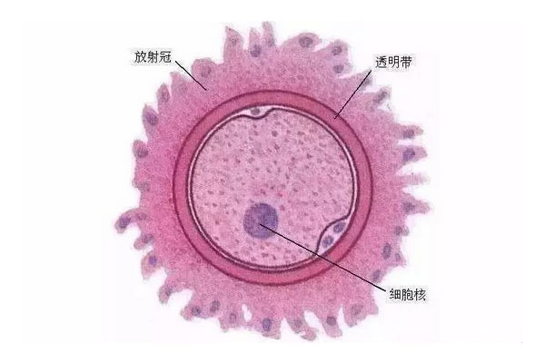 卵子老化会让透明带变厚