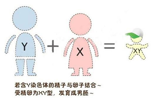试管婴儿攻略索引