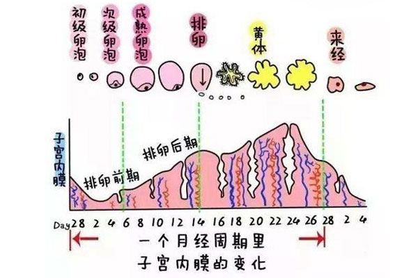 子宫内膜是什么