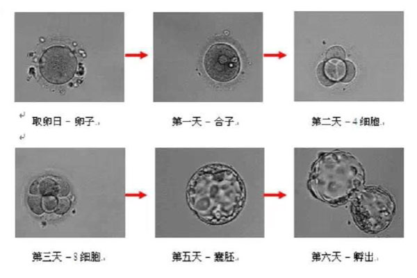 囊胚培养的过程