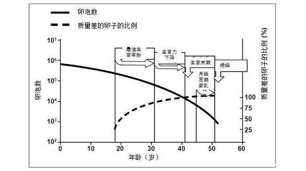 年龄对泰国试管婴儿成功率的影响