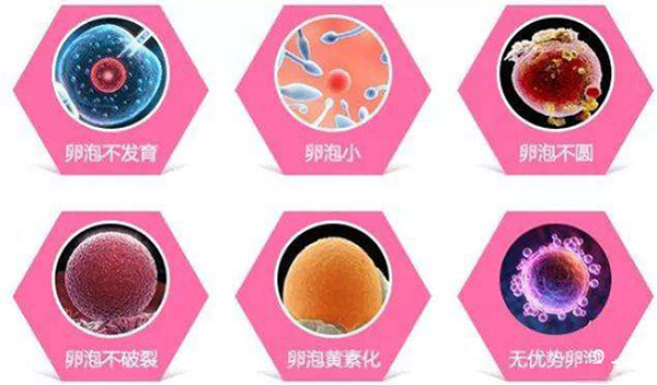 卵子发育异常的各个形态