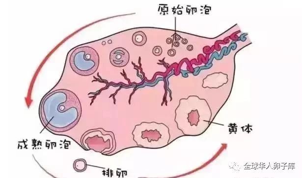 做柬埔寨三代试管婴儿卵泡发育不好怎么办？(图1)