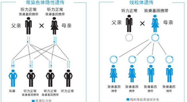 耳聋遗传