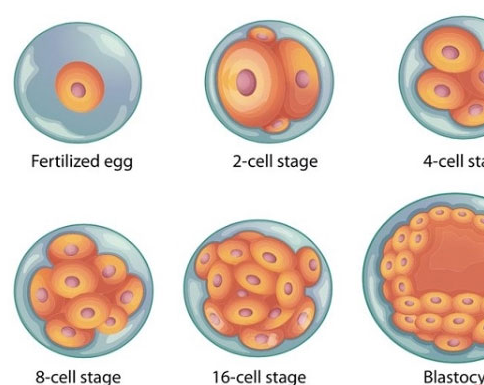 囊胚培育