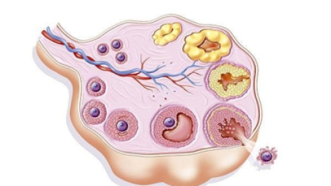 女性的卵泡长不大是什么原因