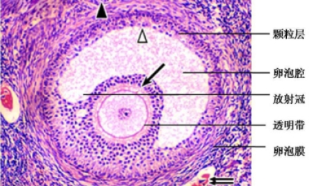 应该怎么防止卵泡是空泡