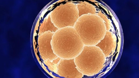 俄罗斯试管婴儿成功率有多高?