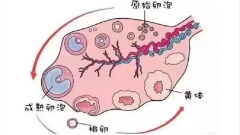 基础卵泡只有1个可以做试管吗？成功率高不高？