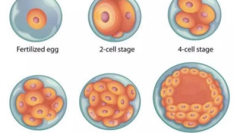 试管婴儿囊胚移植和普通胚胎移植有什么区别？