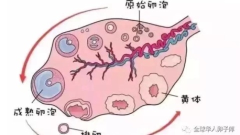 做柬埔寨三代试管婴儿卵泡发育不好怎么办？