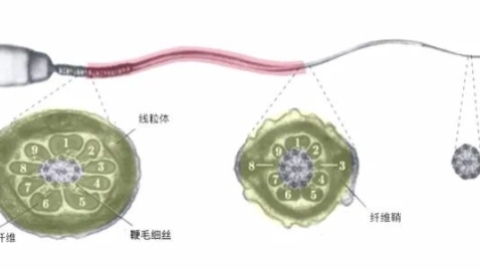 精子结构异常和精浆异常