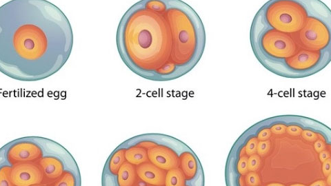 泰国试管婴儿专家分析：养囊的两个重要作用