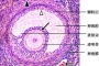 应该怎么防止卵泡是空泡